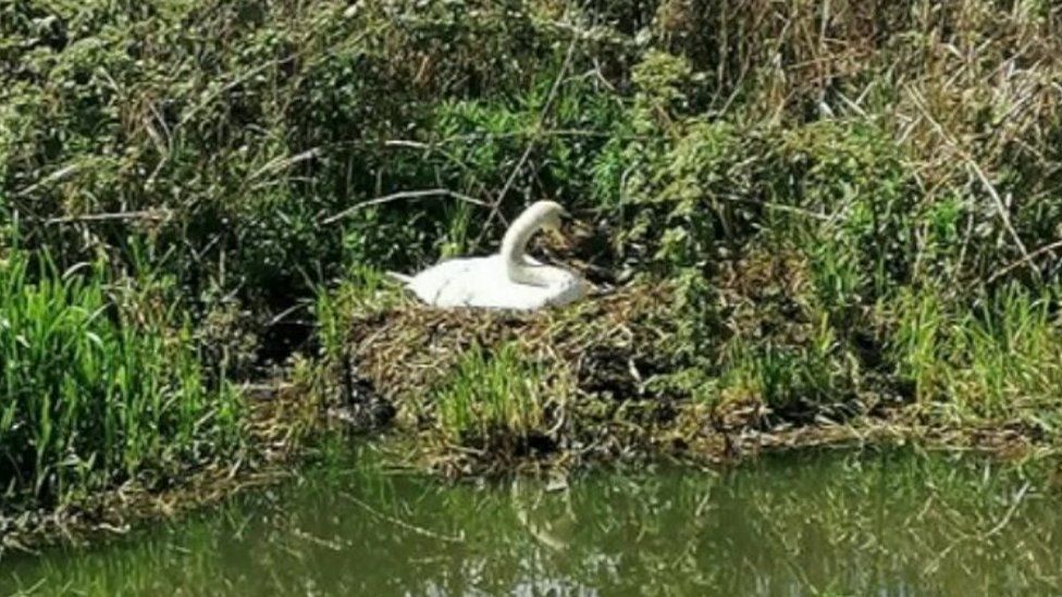Swan sitting on nest