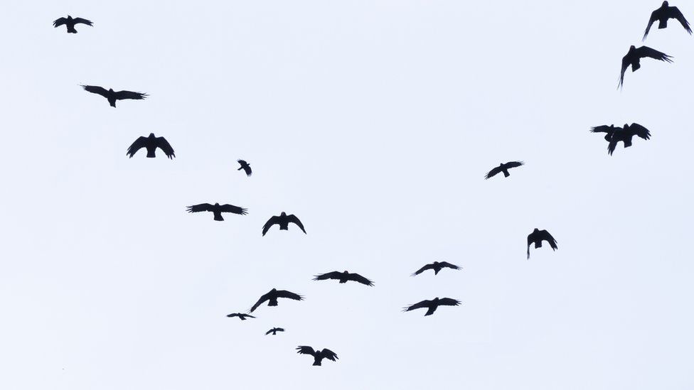 Wild birds flying in the sky
