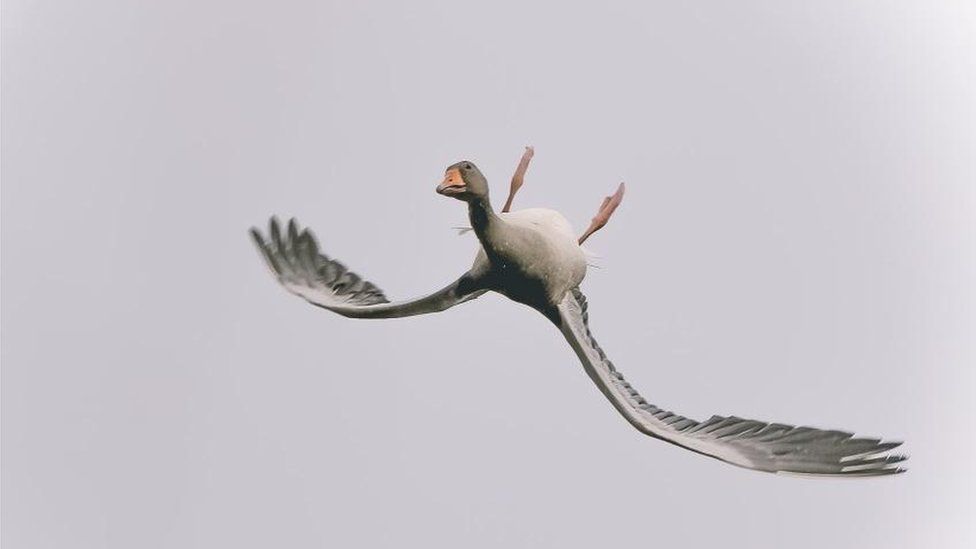 upside down goose.