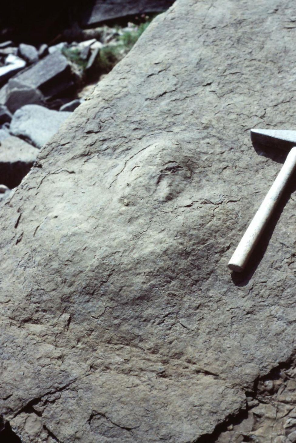 Skye dinosaurs 40 years of fossil discoveries on island BBC News