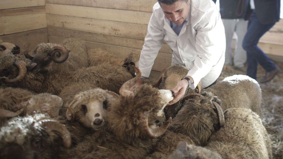 Rescued sheep being checked by a vet