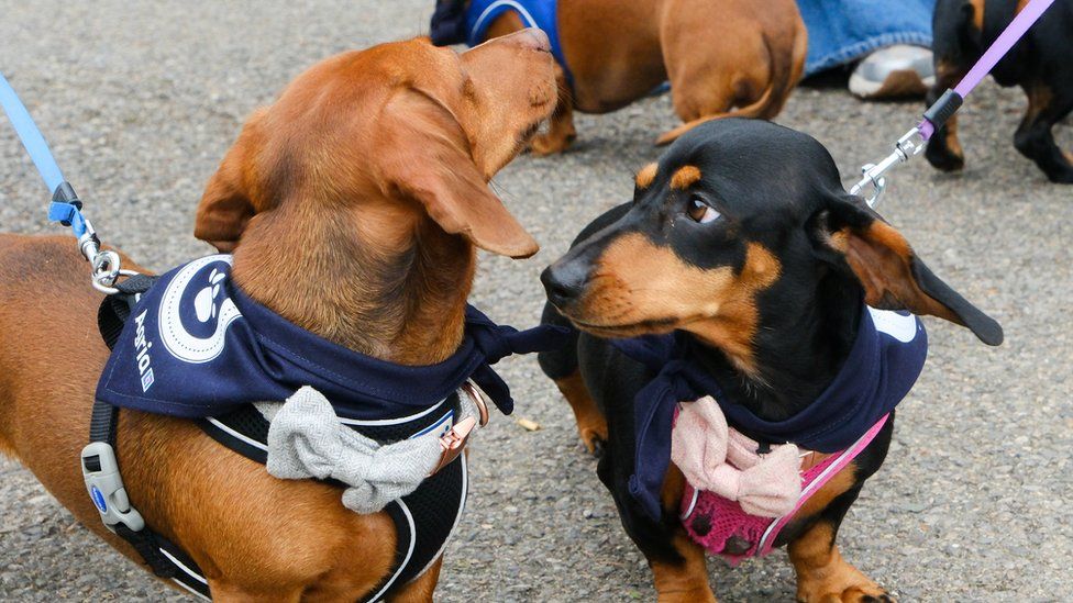 Two dachshunds wearing bow ties