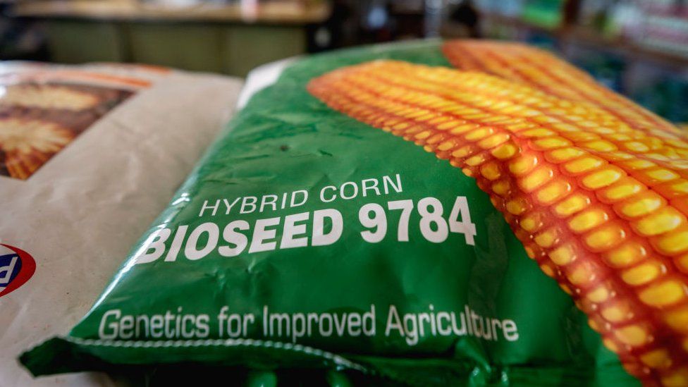 Пакет ГМО-кукурузы