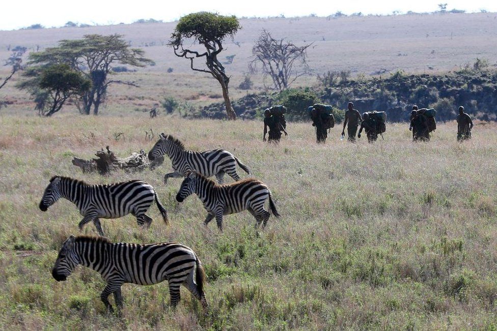 Zebras walking in the outdoors. There are rangers walking behind them waering heavy backpacks.