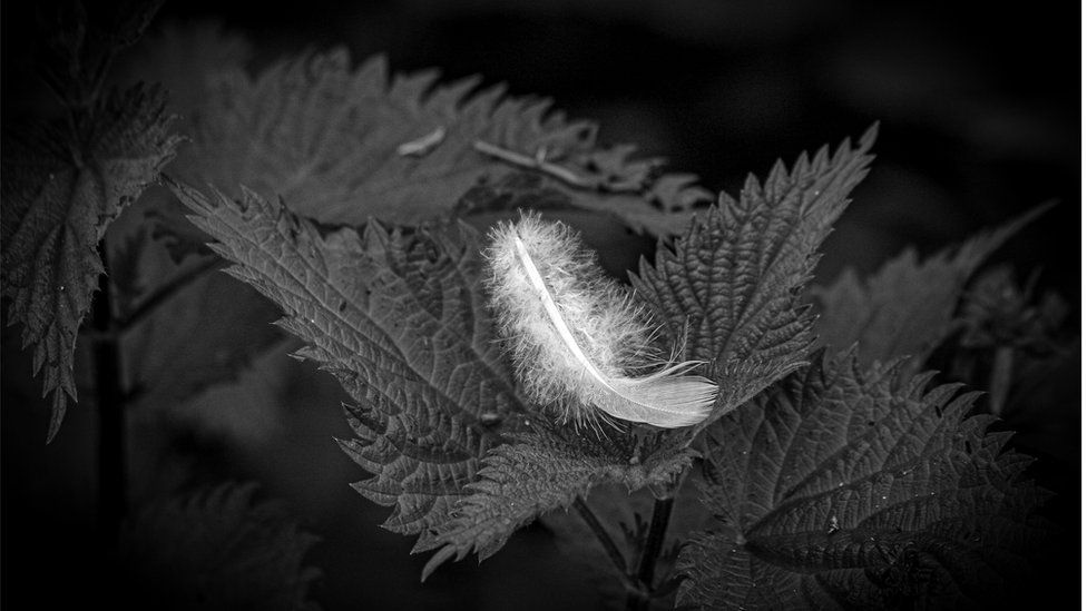 A feather on a leaf photo in black and white