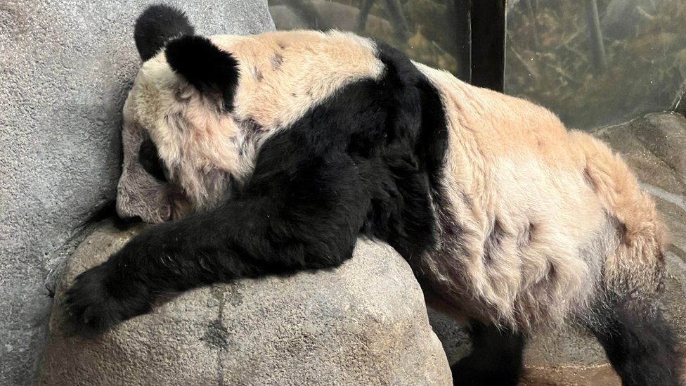 YaYa the Giant Panda rests in her habitat at The Memphis Zoo in Memphis, Tennessee, U.S., October 18, 2020.