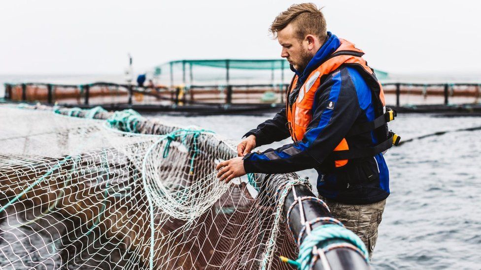 Handout image from Scottish Sea Farms