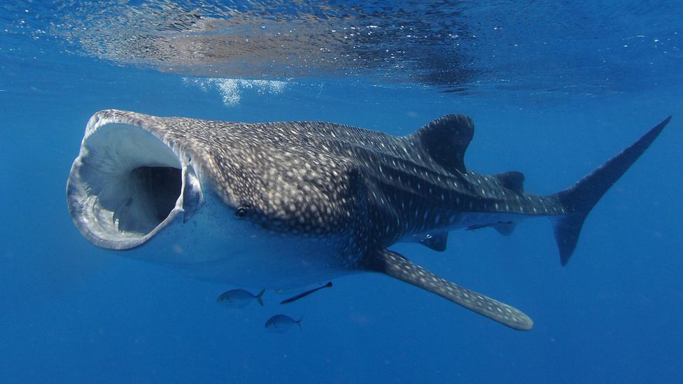 whale shark