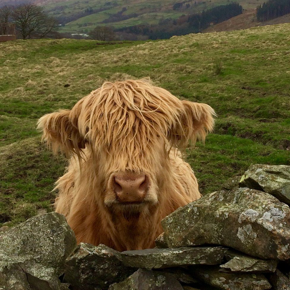 Cow looking over a wall