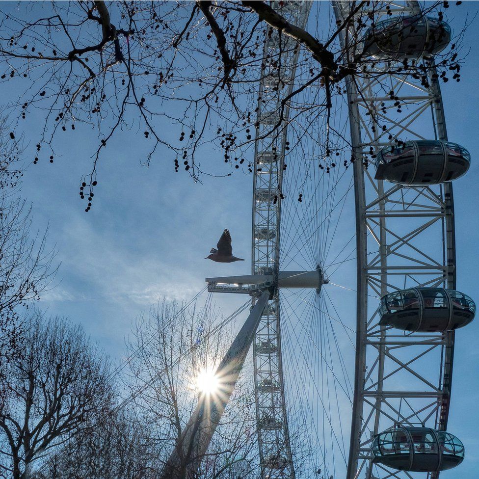 A seagull flying past the London Eye
