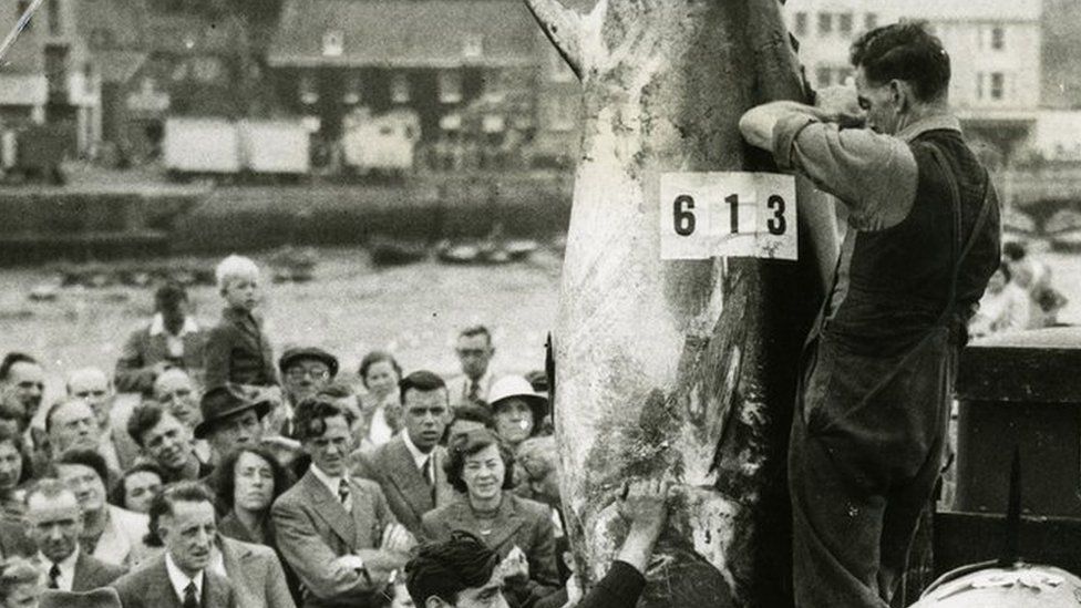 A crowd gathers as Bluefin tuna are being hauled ashore in Scarborough in August 1949