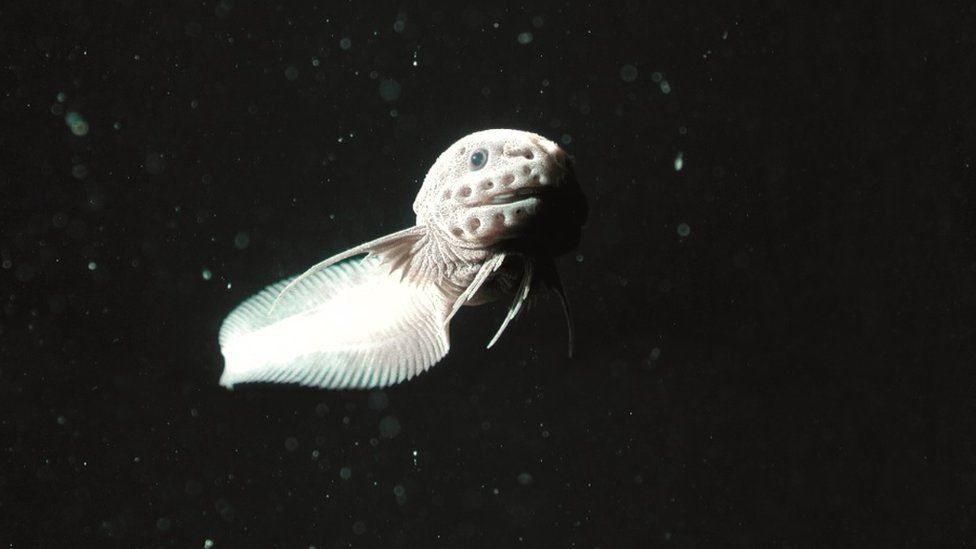 In pictures Asia's creatures of the deep sea BBC News