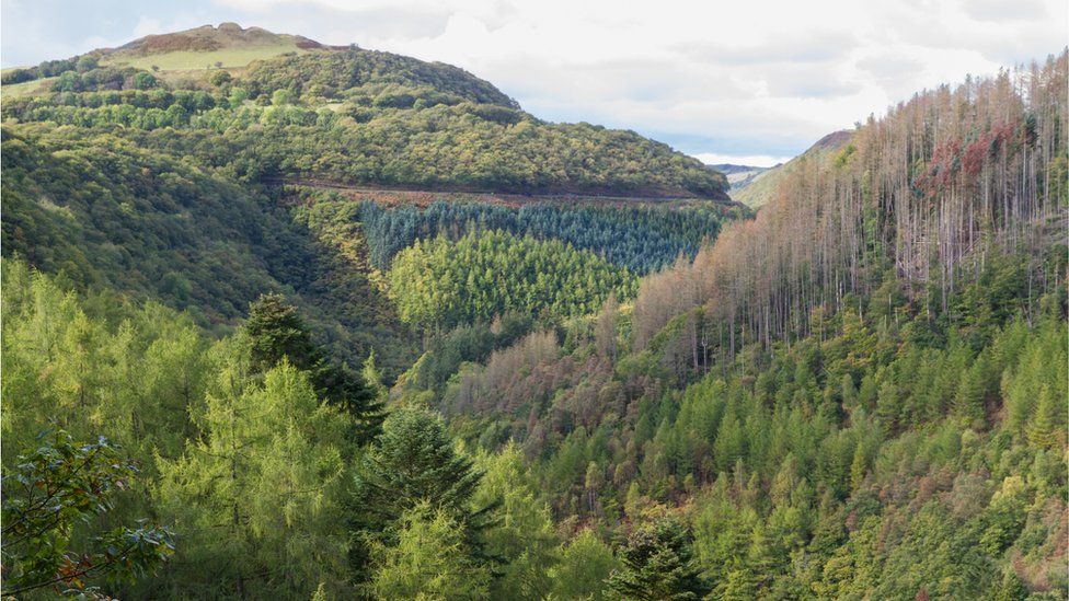 forestry in Wales