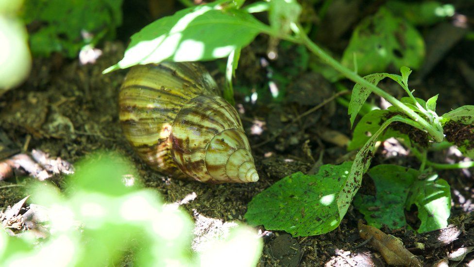 Giant African land snails have invaded a town in Florida! BBC Newsround