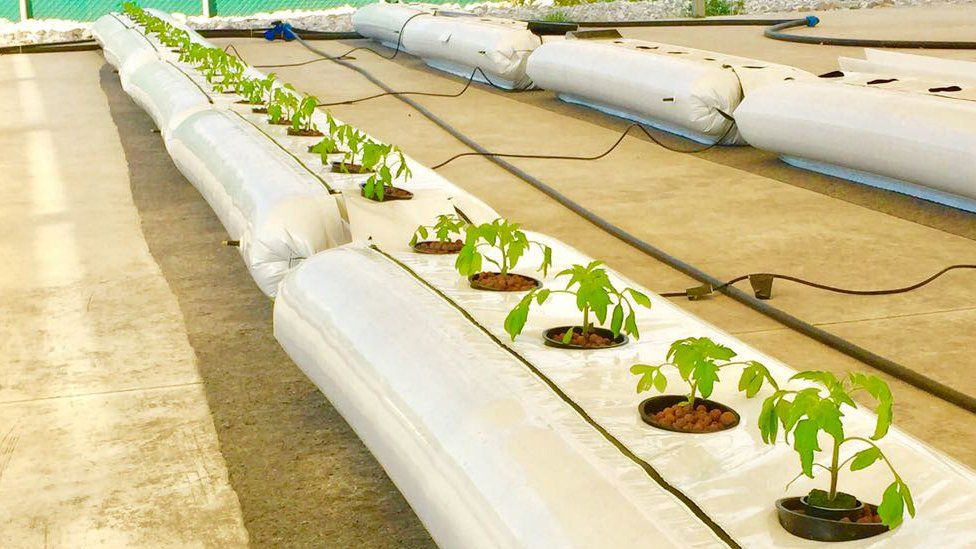 Plants being grown inside plastic filled with water