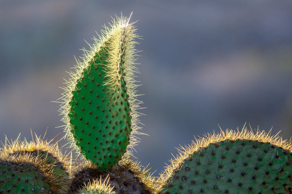 The evening sun catching the spines of a prickly pear cactus on South Plaza Island
