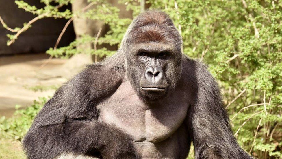 How a dead gorilla became the meme of 2016 - BBC News