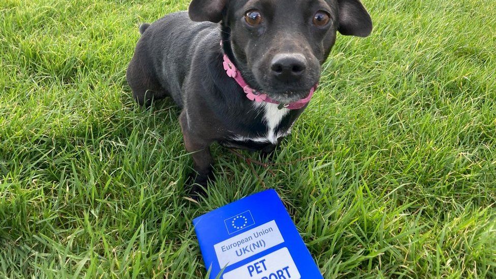 dog with passport
