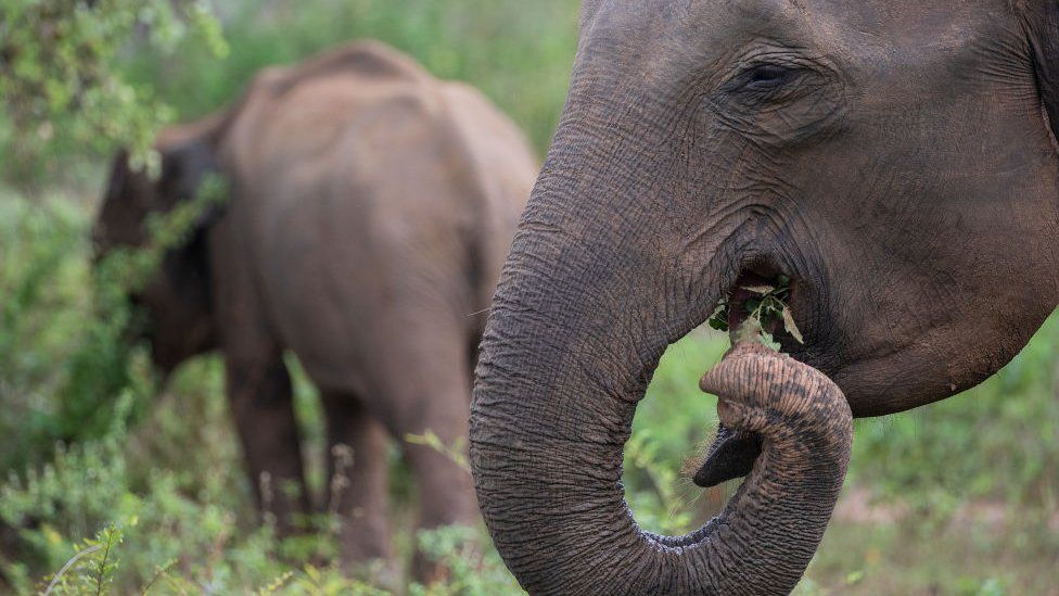 Elephant eating leaves