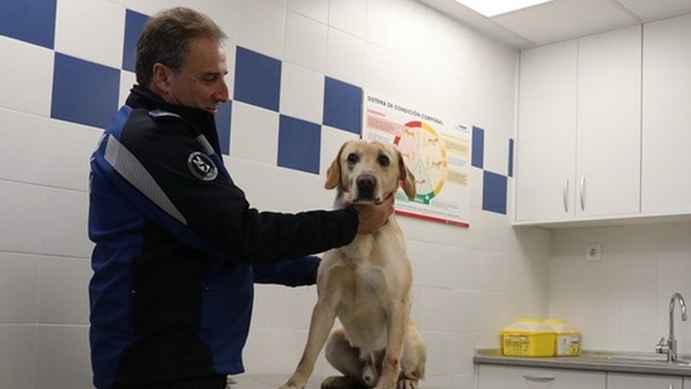 This handout photo from Madrid's police shows a dog sitting on a table as it is checked over by a vet.