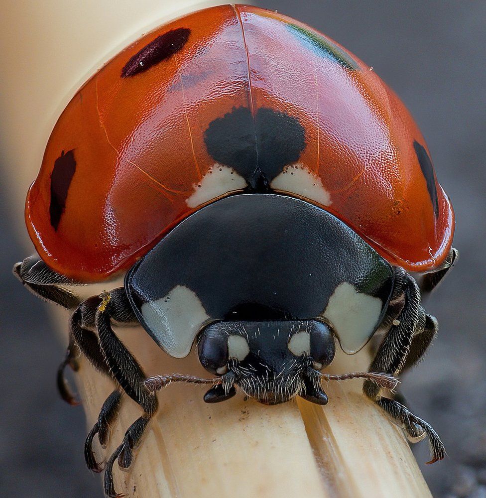 A ladybird