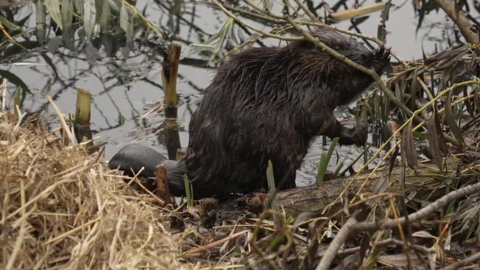One of the newly released beavers
