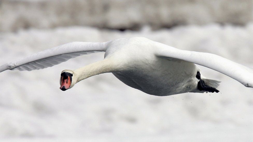 A mute swan in flight