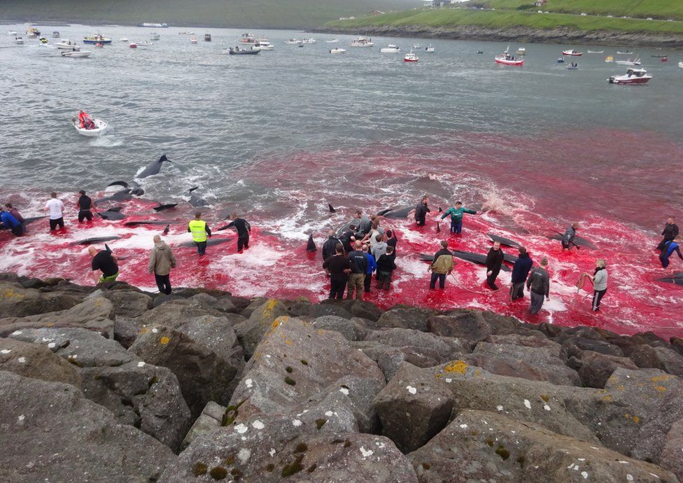 Inhabitants of the Faroe Islands go whaling in the bay in Sandavágur