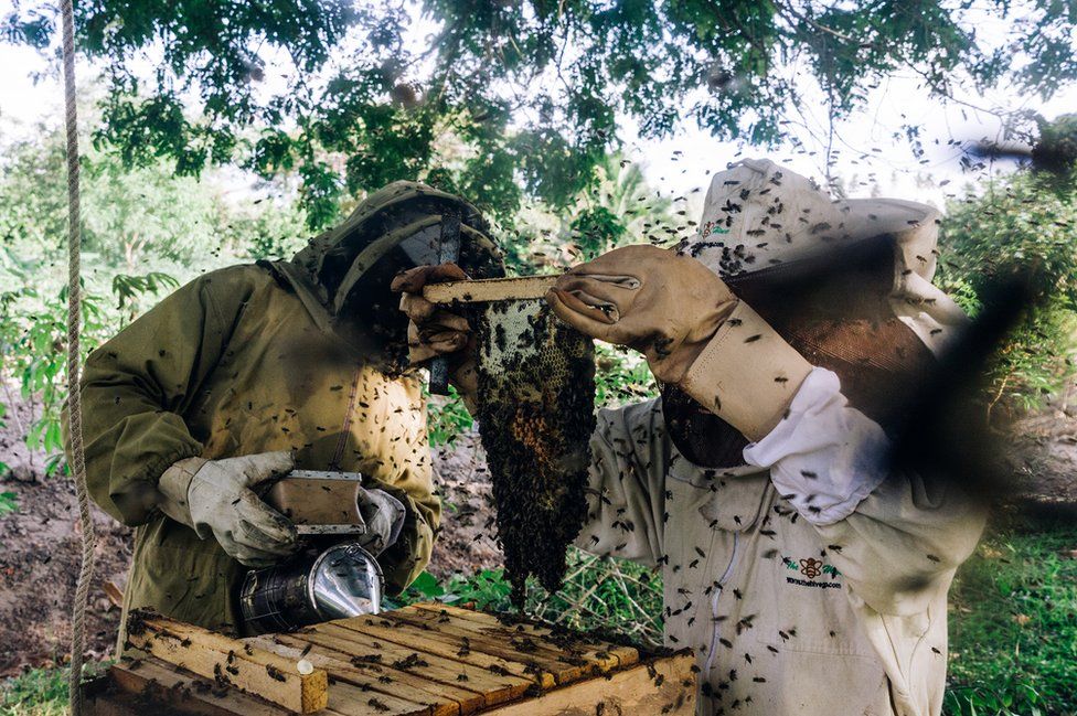 Beekeepers hold up a piece of honeycomb