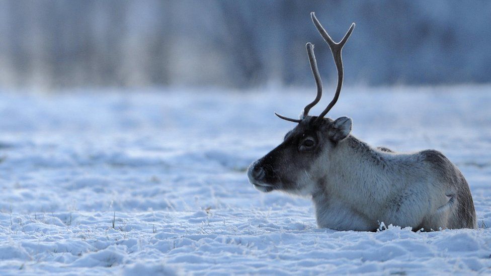 A reindeer photographed in Lapland