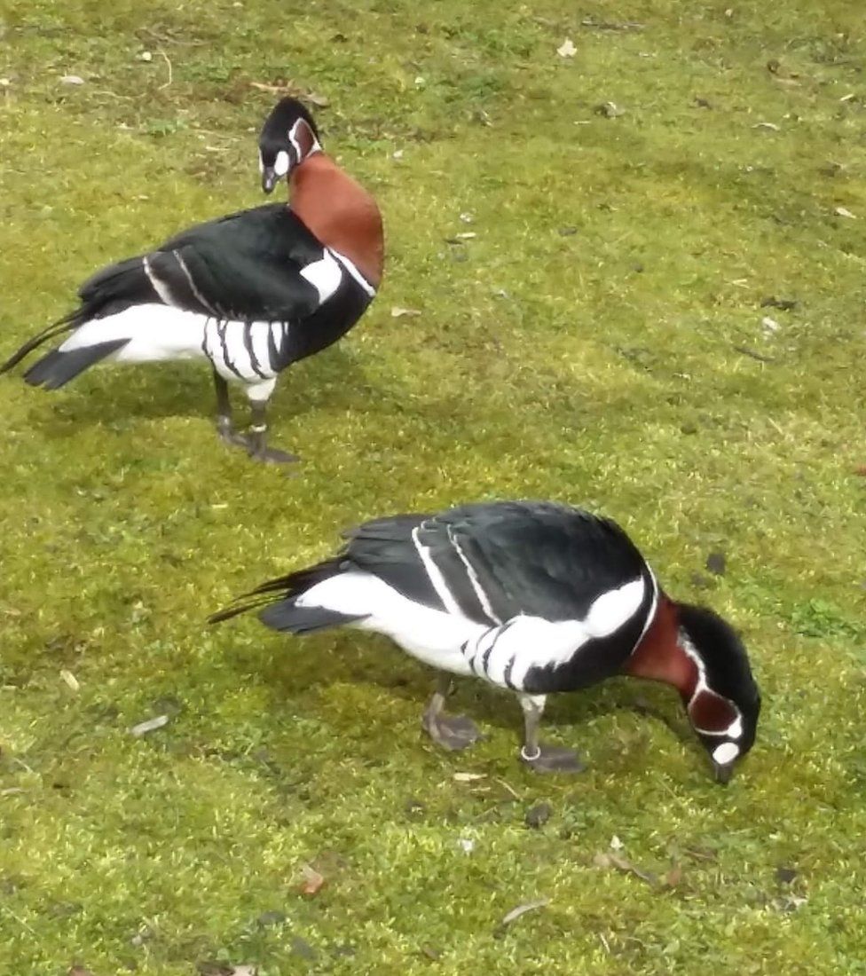 Red-breasted geese