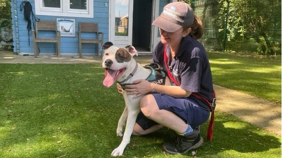 Dog forced to live at Leicester rescue centre for 530 days BBC News