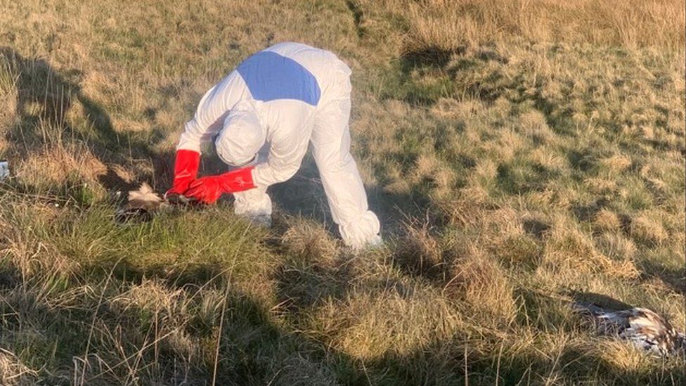 A forensic investigator wearing white overalls examines one of the white-tailed eagles at the location in which it was found dead