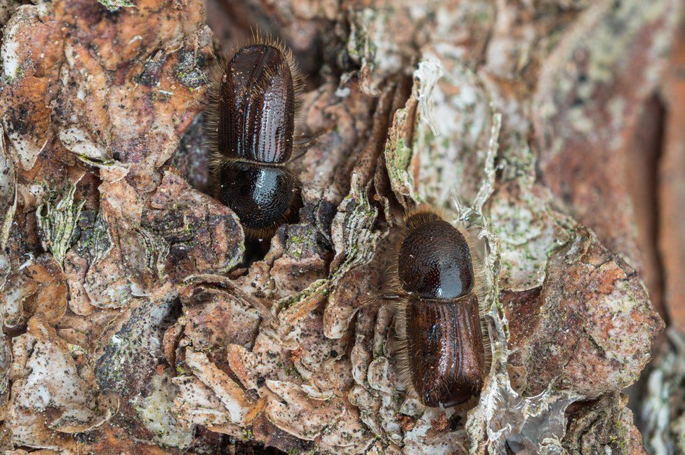 A Ips typographus, or larger eight-toothed European spruce bark beetle