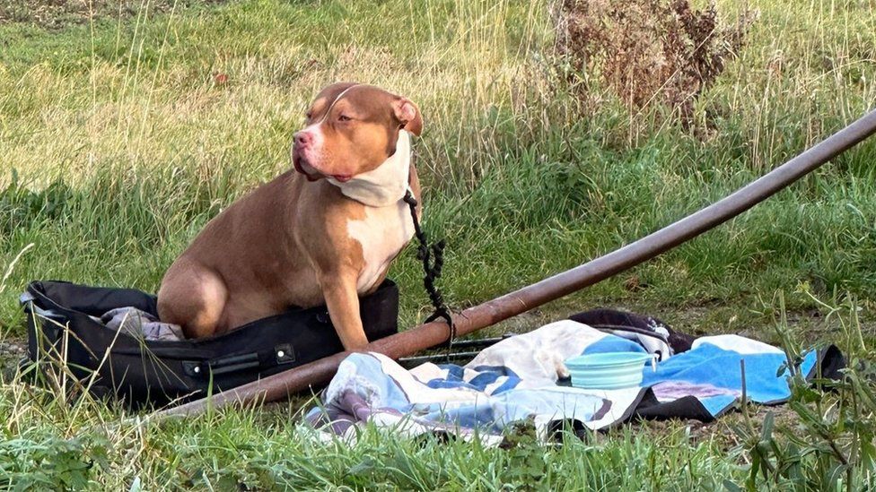 Abandoned American Bully XL sat in a suitcase in a field.