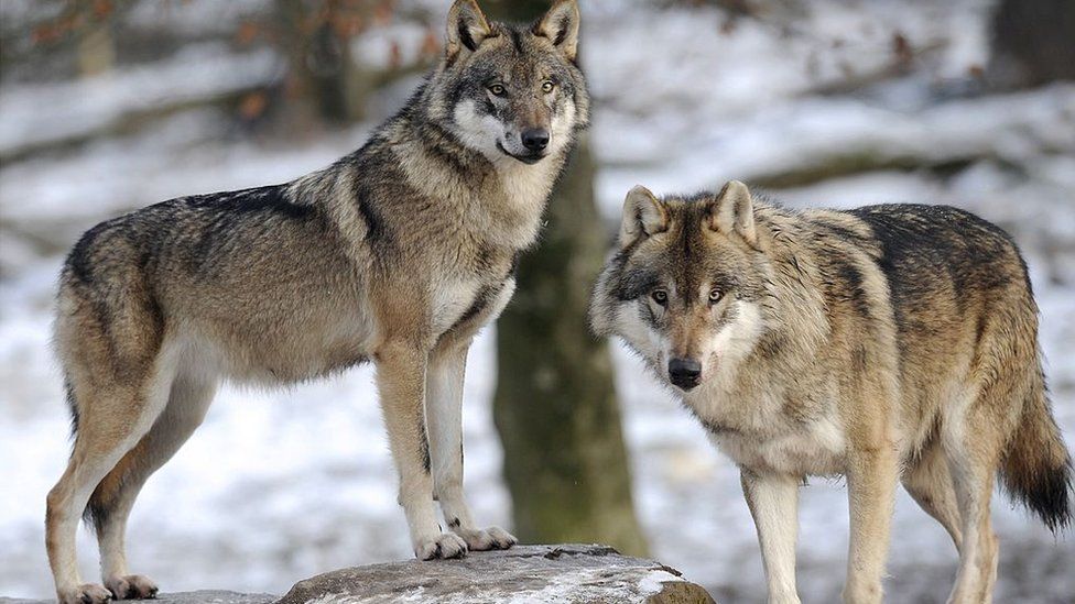 study-reveals-the-wolf-within-your-pet-dog-bbc-news