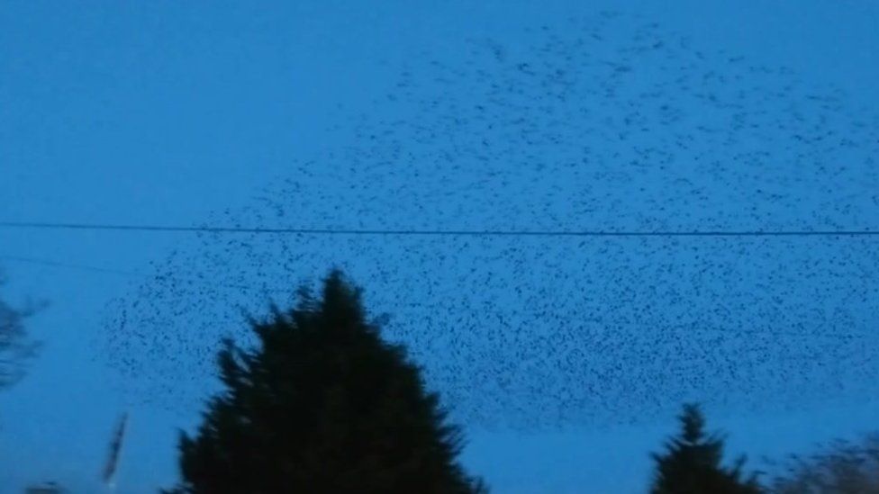 Murmurations of starlings