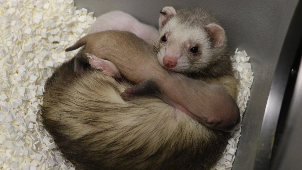 A newborn clone of an endangered black-footed ferret