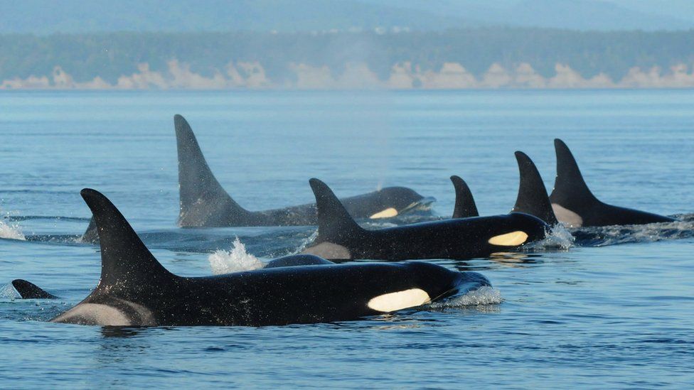 Southern resident killer whales in the Pacific (c) David Ellifrit/CWR