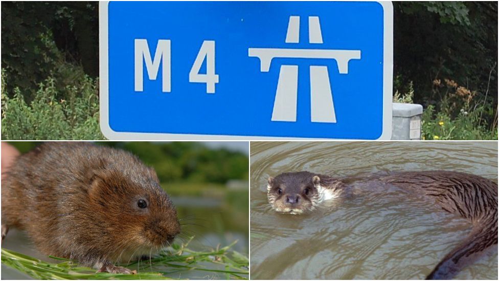 M4 sign, water vole and otter