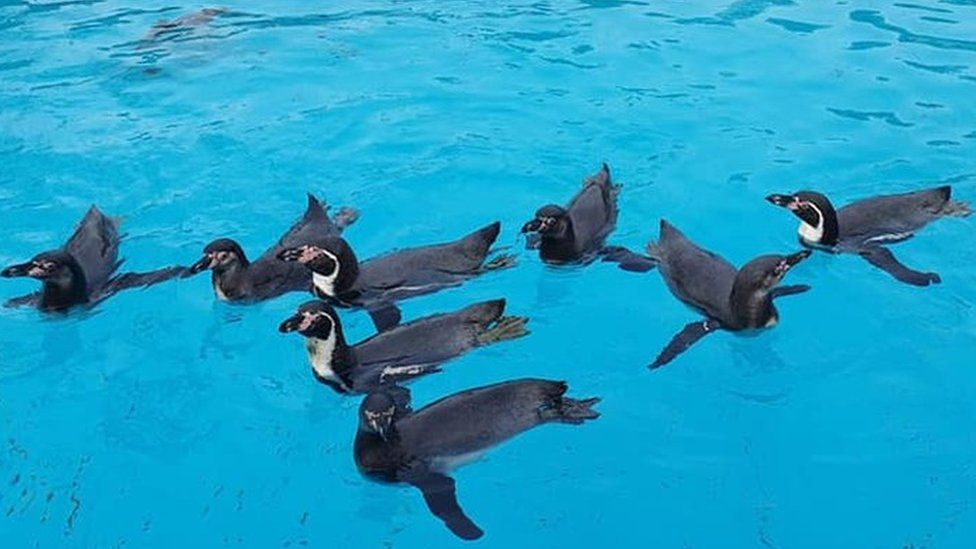 Penguins in a pool at Exploris Aquarium