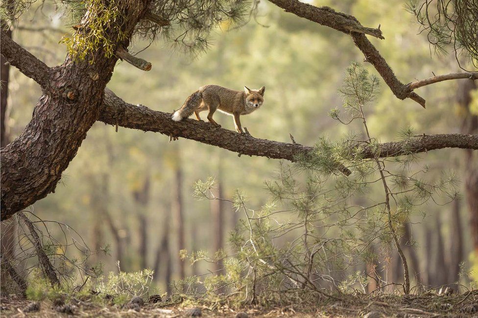 Red fox (Vulpes vulpes) in a tree