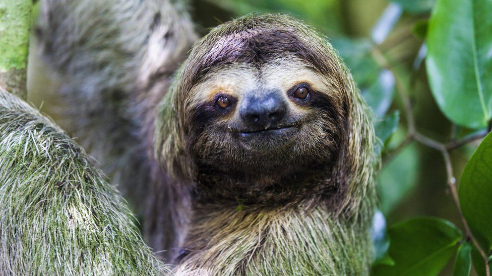 Orgulho de ser preguiçosa': não fazer nada pode ser bom para a ...