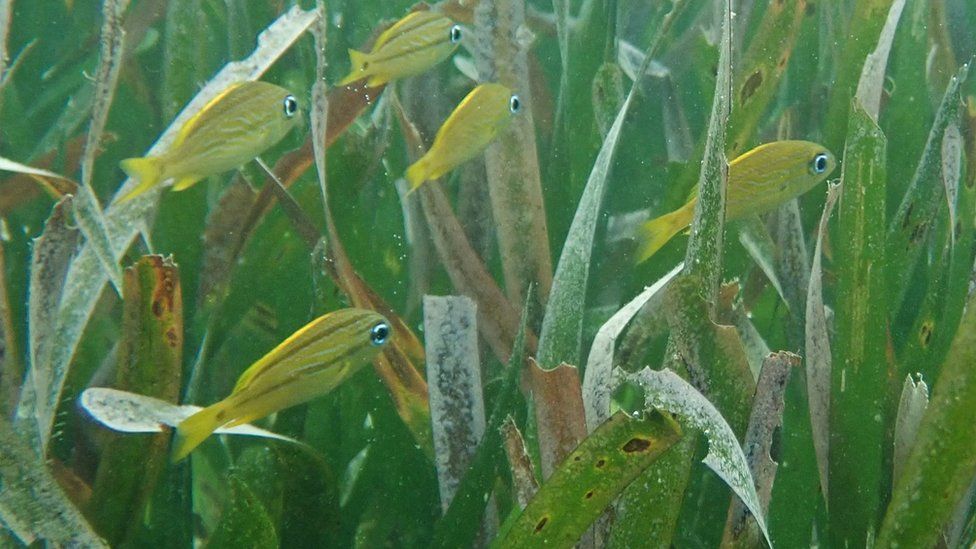 Seagrass meadow with fish