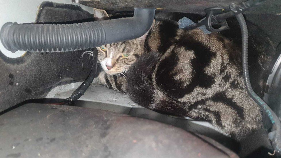Olive the cat on the van's engine