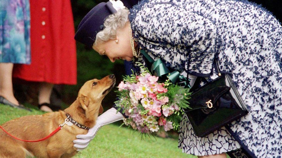 The Queen strokes a dog during a visit in Northumberland