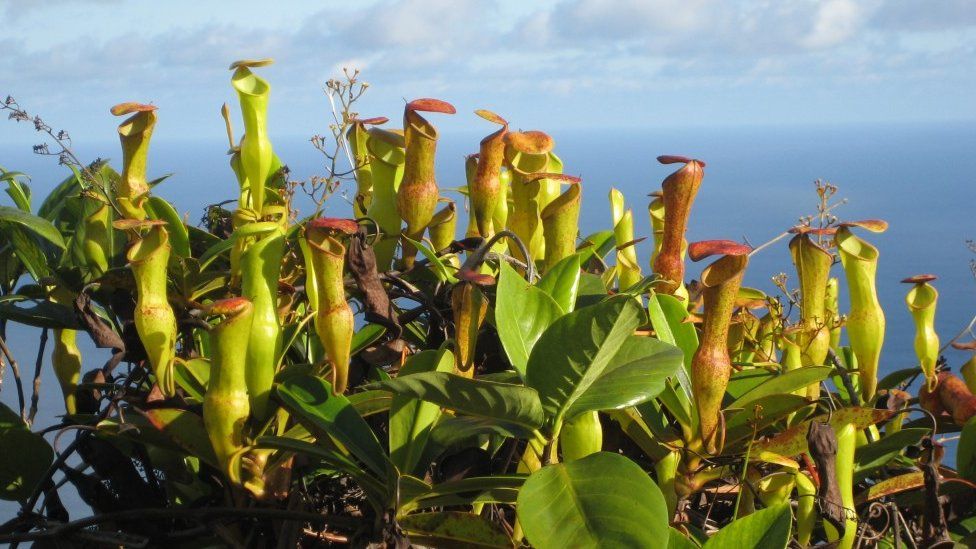 The pitcher plant