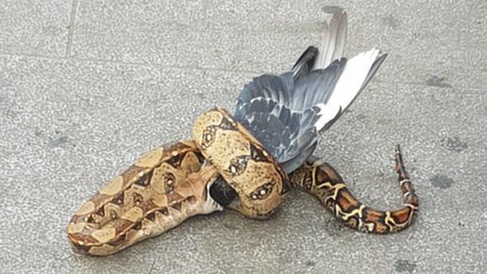 Python eating a pigeon