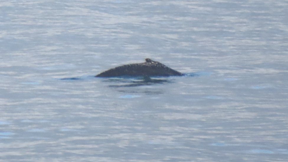The humpback whale off the Cornish coast