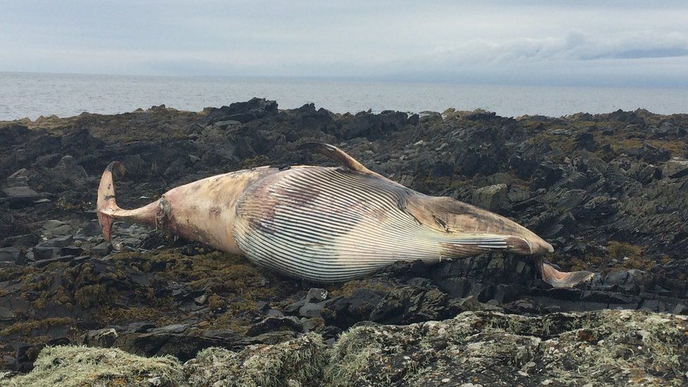 The whale carcasss on rocks at Killough